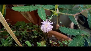 ‎@New things in nature  Mimosa pudica wet flower of shy plant,lule e lagur e bimës së turpshme(2)