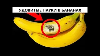 Если Видите Банан с Такой Отметиной, Немедленно Выбросьте Его! Ядовитый паук