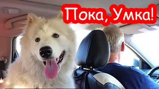 VLOG Мы отдали наших собак