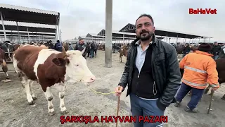 17  Şubat 2024 Şarkışla Hayvan Pazarı Vet Hekim Bahadır EKREN