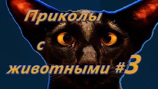 Приколы с животными #3,прикольные животные в прикольном видео о животных.