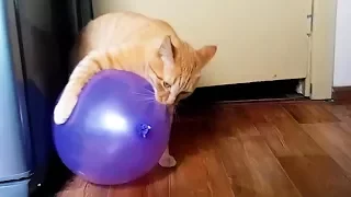 CATS VS BALLOONS (Part 2) ★ Cat Reaction to Balloons [Funny Pets]