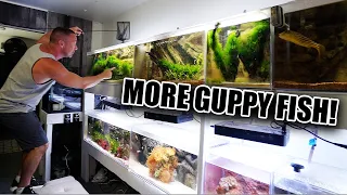 The guppy aquarium is COMPLETE!