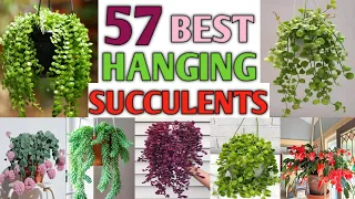 57 Succulents for Hanging Basket | Best Hanging Succulents | Plant and Planting