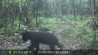 New Hampshire Trail Cam, Jul 2023 — Bear, deer with fawn