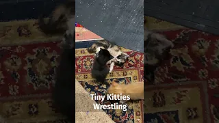 tiny cats wrestling 🐱 #shorts