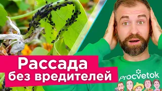 СПАСАЕМ РАССАДУ ОТ ВСЕХ ВРЕДИТЕЛЕЙ! Один препарат от трипсов, паутинного клеща, тли, белокрылки и др