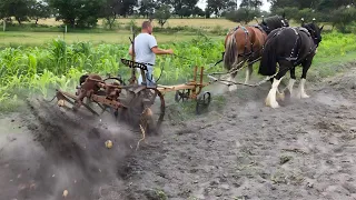 Horse Drawn Potato Harvest - Bamford Triumph Potato Digger