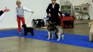 Junior Handling - My Dog 2009, part 2