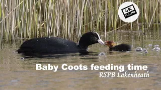 Nature short : Baby Coots feeding time at RSPB Lakenheath fen