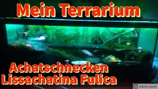 Mein Terrarium | #HaukeSchnecken #1 | Lissachatina Fulica | Achatschnecken