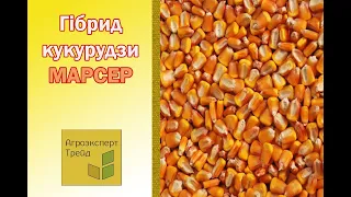 Кукурудза Марсер 🌽 - опис гібрида 🌽