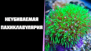 Неубиваемая пахиклавулярия и зоантусы сан дей.