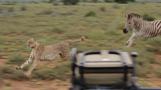 Zebra vs Cheetah