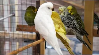 2 Hours of Budgies Singing Playing and Talking - Play For Your Budgie!