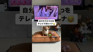 【100万再生】うわうわ鳴く犬をテレビでみたハナ