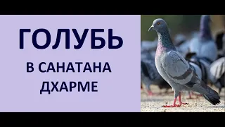 ГОЛУБЬ: УНИЧТОЖИТ СЕМЬЮ, ПРОСИГНАЛИТ О БОЛЕЗНИ И СМЕРТИ! НИМИТТА ШАСТРА! НАТАЛЬНАЯ КАРТА Kulikova