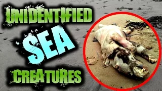 Mysterious UNEXPLAINED Creatures Found on the Beach | SERIOUSLY STRANGE #67