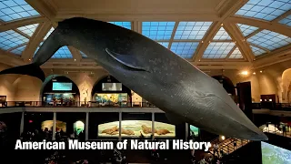 American Museum of Natural History - Walkthrough Part 1 / 1st Floor