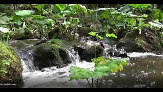 Genießerpfad Rötenbachschlucht Premiumwanderweg