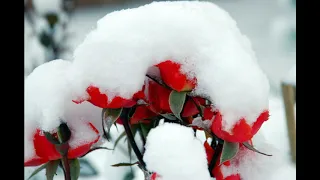 Цветы под снегом (Лариса Долина, Александр Панайотов) cover by Бабка Ёжка