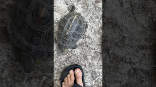 Watch Your Toes!! 😰🐢 #shorts
