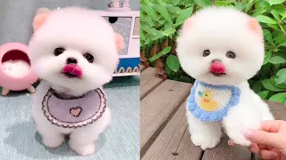 Cute and Funny Pomeranian Videos 81 #Shorts