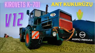 KIROVETS K-701 V12 (tanko varikliu)  ant kukurūzų siloso, Lazdijų rajone || AGRO REIDAS #28