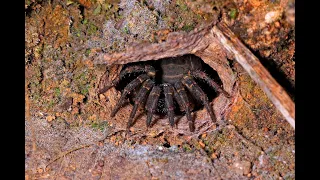 Trapdoor Spider Feeding