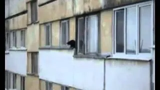 Cat fell off the 10th floor