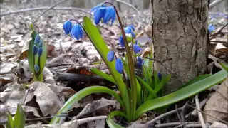 Ильнур Мусин  Тынлачы сандугач