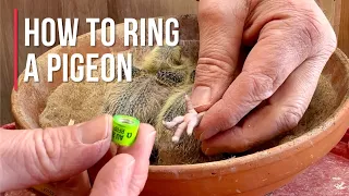 How to ring a pigeon | How to band a pigeon