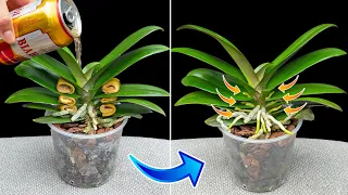 🔥 Do it with your orchid! The orchid will bloom like crazy