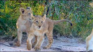 Lioness Brings Out Her Tiny Lion Cubs!