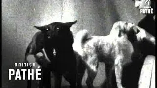 Russian Space Dog (1961)