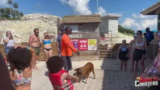 Swimming Pigs Tour - Shore Excursion, Royal Caribbean (13NOV22)