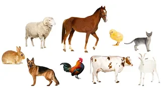 Farm animal sounds - Farm animals for kids - Learn Farm animals