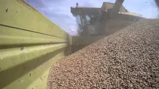 Harvest 2014/Sampo 2065/Zetor 6211/Pšenice/Evolveo and Panasonic