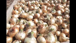 The Famous Vidalia Onion is Now Available in Grocery Stores