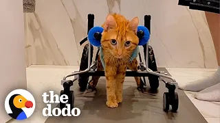 Cat Does The Cutest Thing When He's Happy  | The Dodo