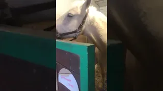 Когда можно поить лошадь