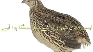 COMMON QUAIL SOUND || BATAIR KI AWAZ || بٹیر کی آواز