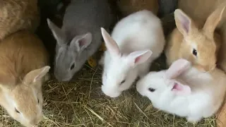 Крольчатам завтра месяц🫶🏻🩷обзор кроликов🎀🐰🐇✨