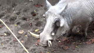 Warthog at the Zoo