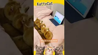 omg so cute cats best funny cat videos #13 | KattyCat