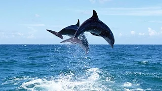 Дельфины Гагры Абхазия (Видео Турист)