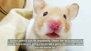 9 Fun Facts About Hamsters