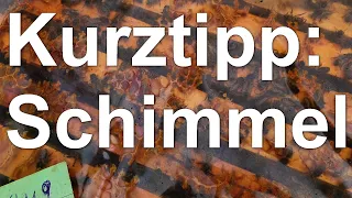 Kurztipp: Schimmel in der Beute? Klimadeckel nicht nötig - Welche beste Beute wählen? Segeberger