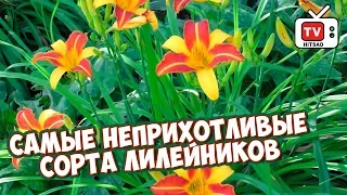 ТОП 3 неприхотливых лилейников для вашего сада 🌸 Обзор сортов с hitsadTV