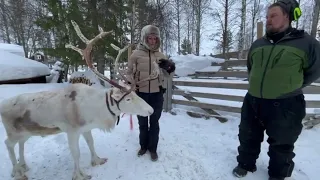 Reindeer Safari Levi - Lapland